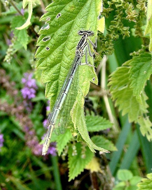 white-legged damselfly